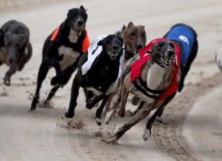 Florida Amendment 13 banned wagering on live dog races in Florida