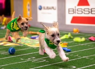 Puppy bowl has more action then the super bowl