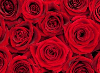 NHS Students show the love