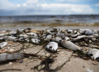 Red tide levels return to normal after 15 months