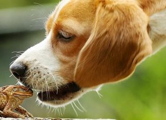 Cane toads threatening pets in Naples