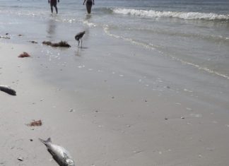 Small beach businesses losing money due to red tide