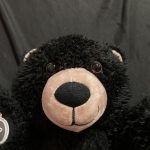 teddy bear photo article