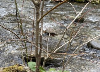 The benefits that bugs have on everyday life