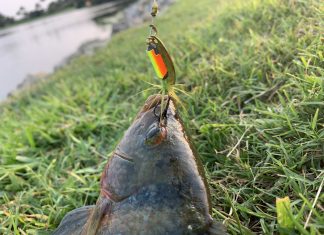 Tips and tricks for successful fishing in Southwest Florida