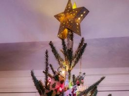 Real vs. Fake Christmas Trees